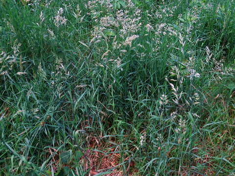 Image of Creeping Soft Grass