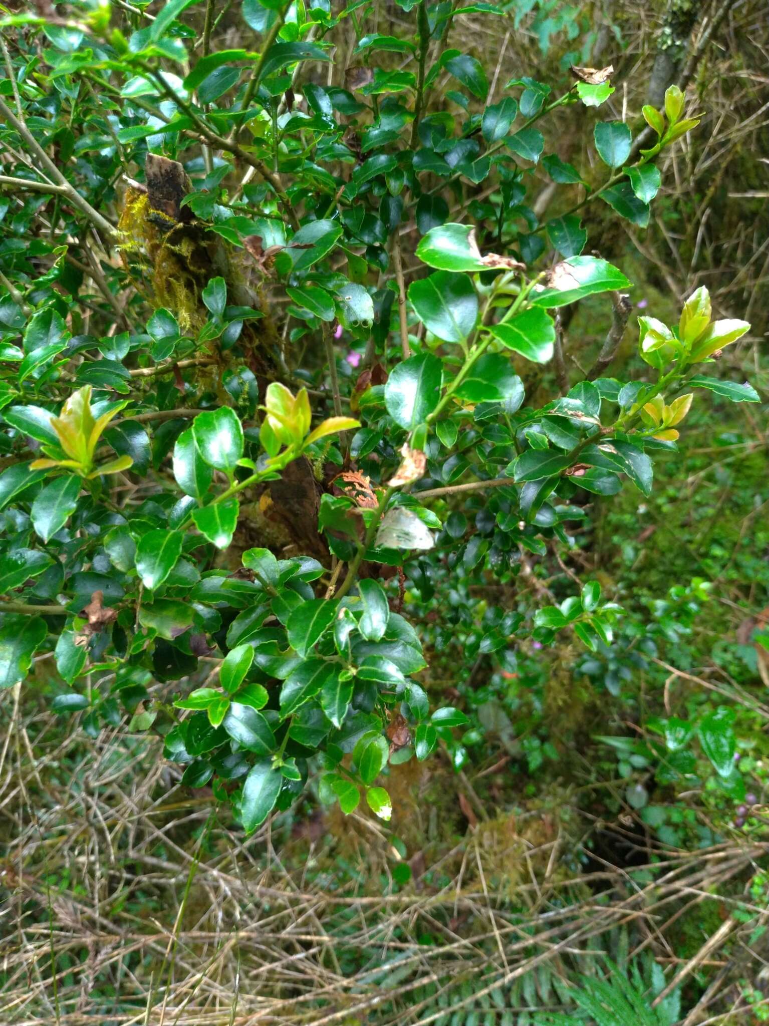 Imagem de Ilex yunnanensis var. parvifolia (Hayata) S. Y. Hu