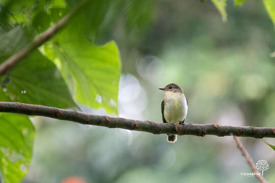 Image of Yellow-rumped Flycatcher