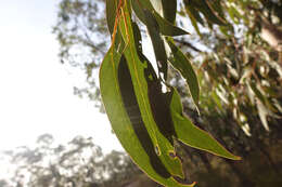 Image of Eucalyptus goniocalyx subsp. goniocalyx