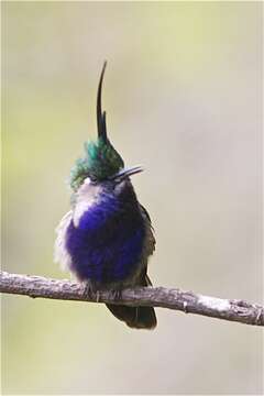 Image of Black-breasted Plovercrest