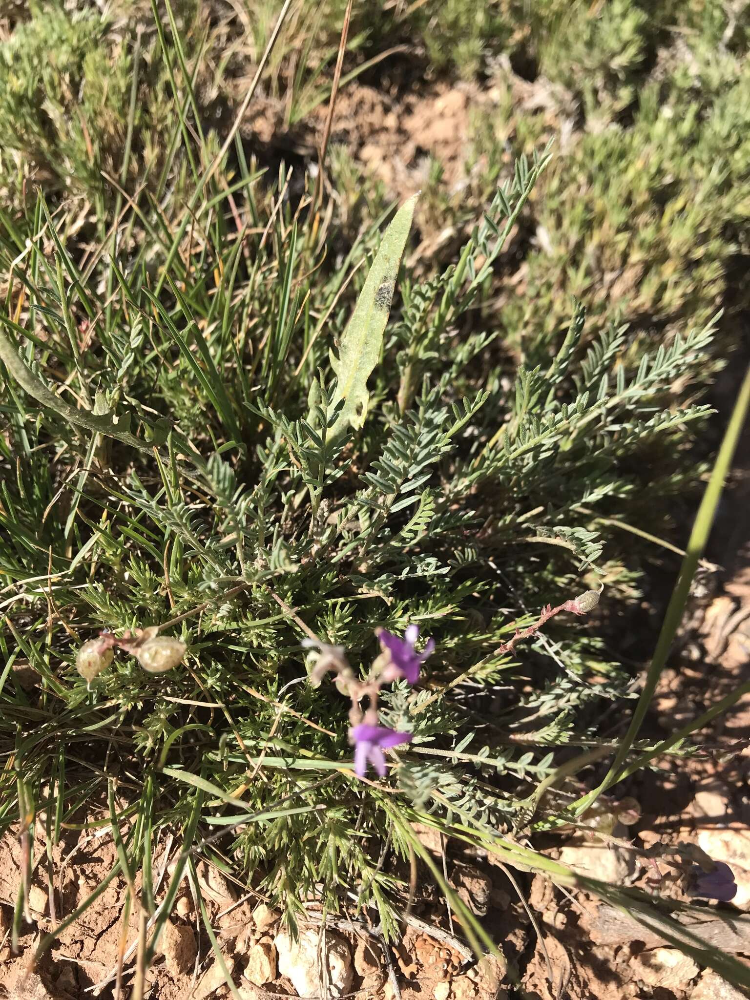 Sivun Astragalus jejunus S. Wats. kuva