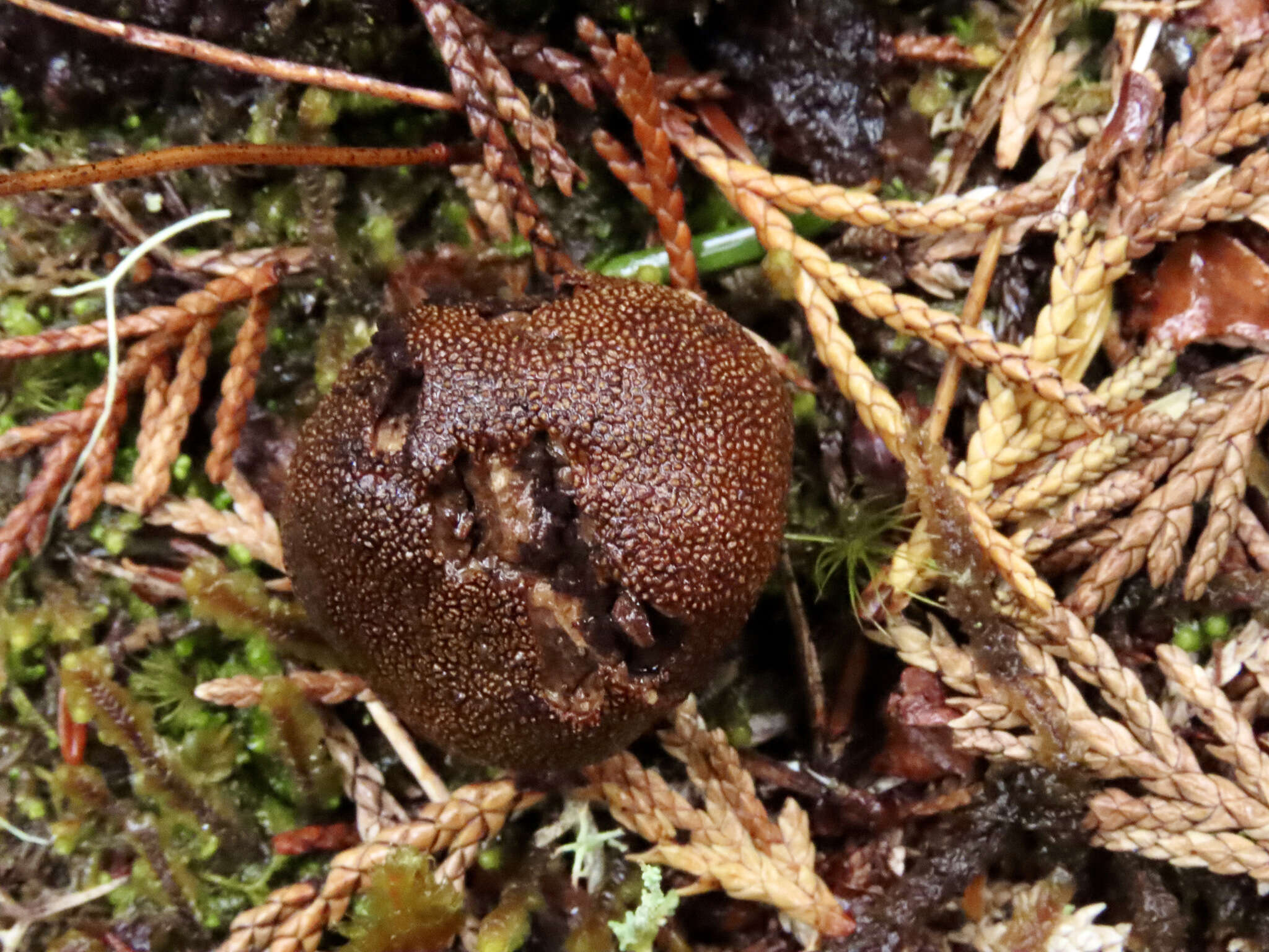 Image of Marbled Deer Truffle