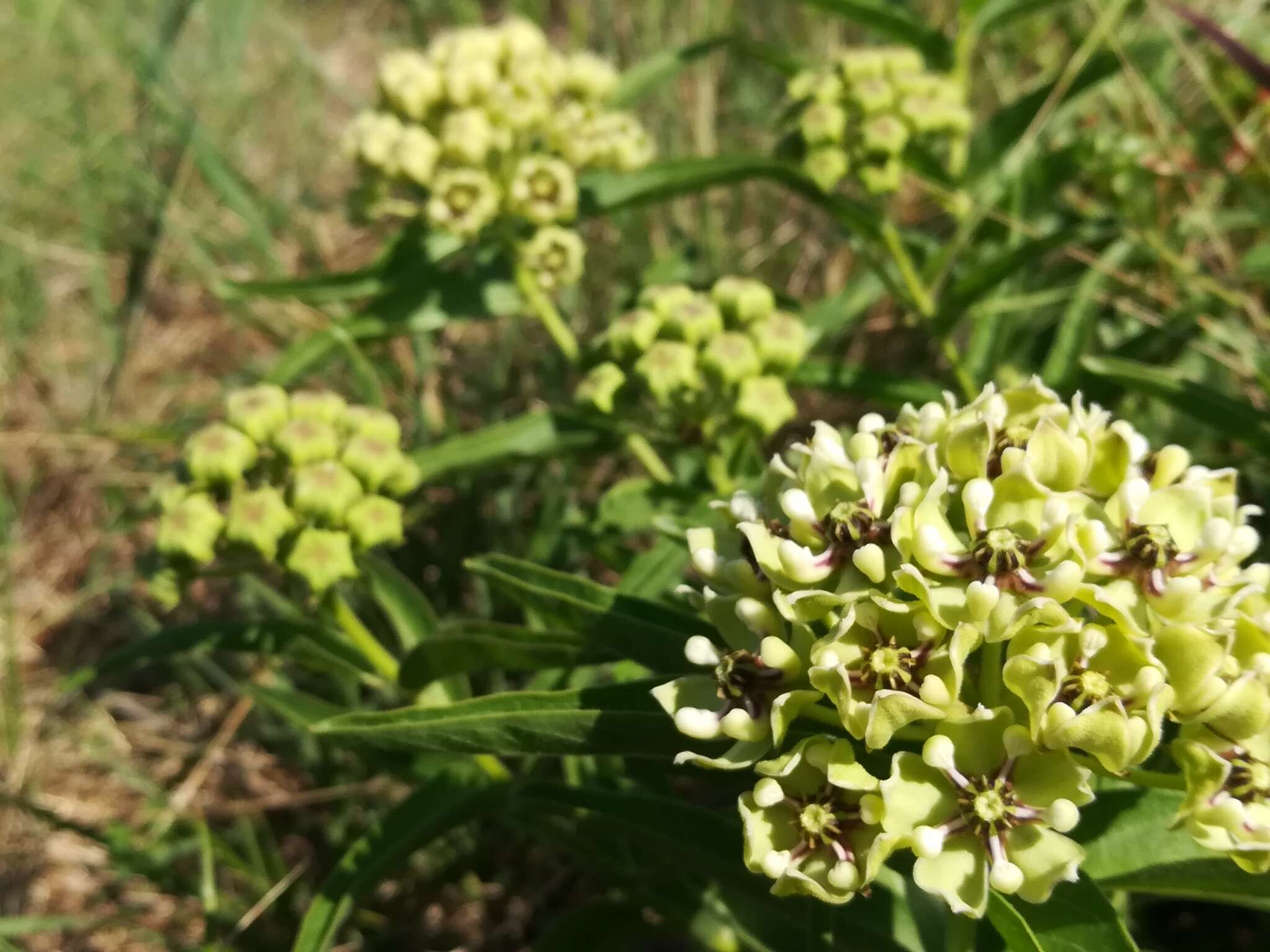 Image de Asclepias asperula subsp. capricornu (Woods.) Woods.