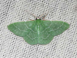 Image of Wavy-lined Emerald