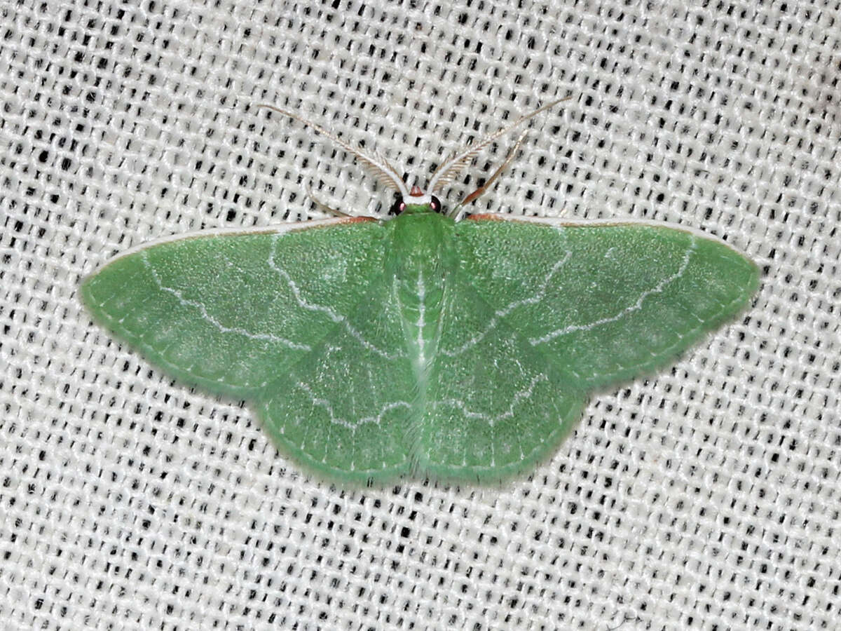 Image of Wavy-lined Emerald