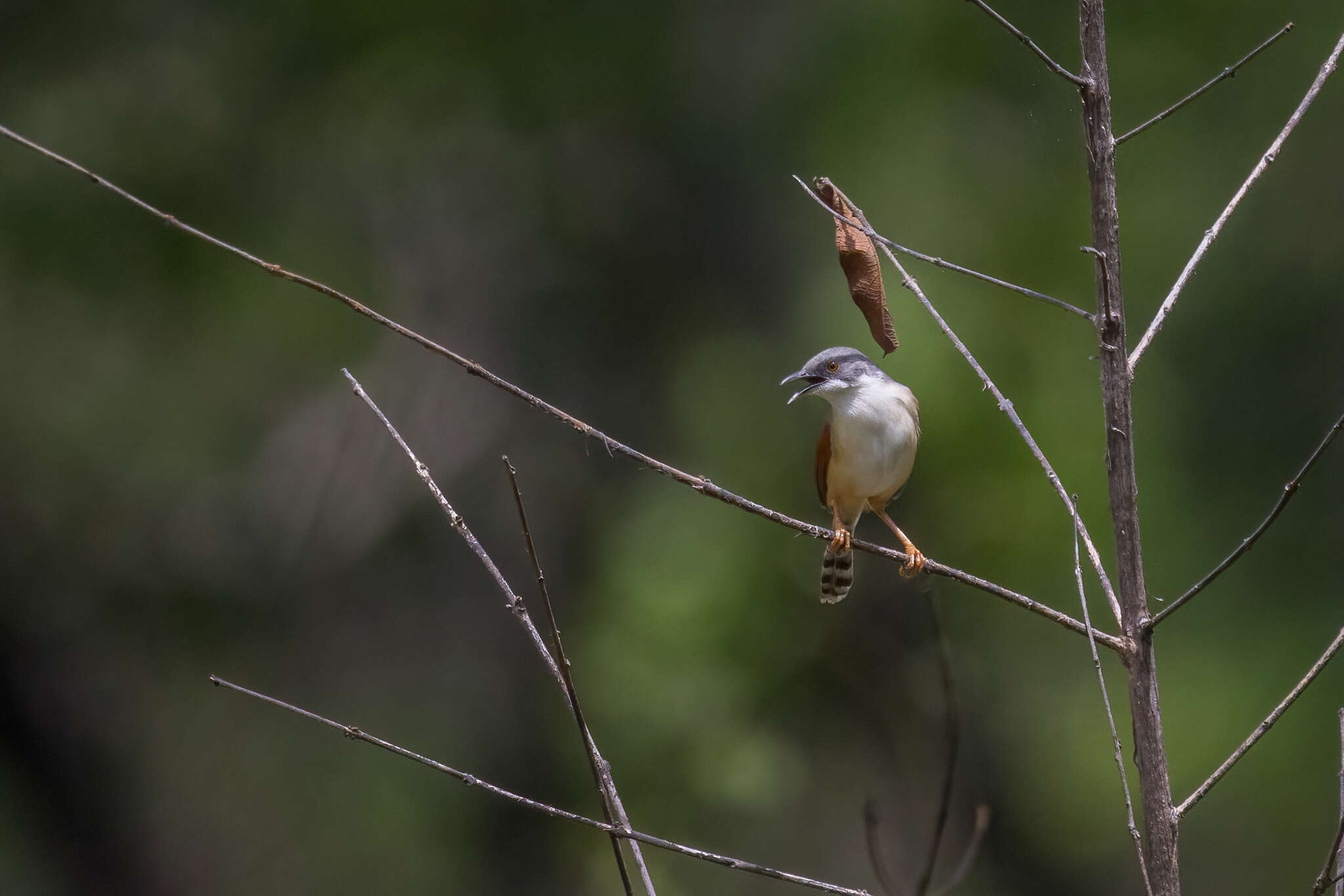 Imagem de Prinia erythroptera (Jardine 1849)