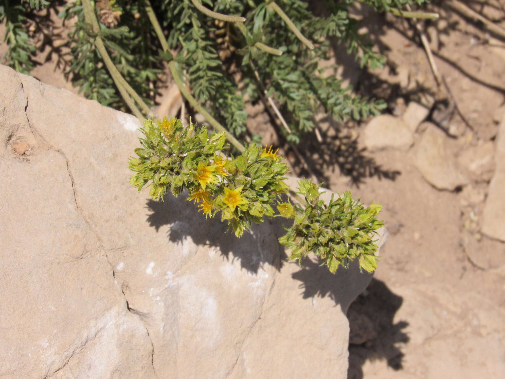 Image de Ivesia gordonii (Hook.) Torr. & Gray