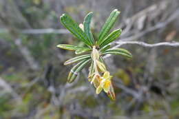 Image of Hibbertia coriacea Baill.