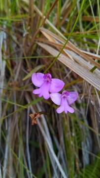 Image of Cynorkis purpurea (Thouars) Kraenzl.