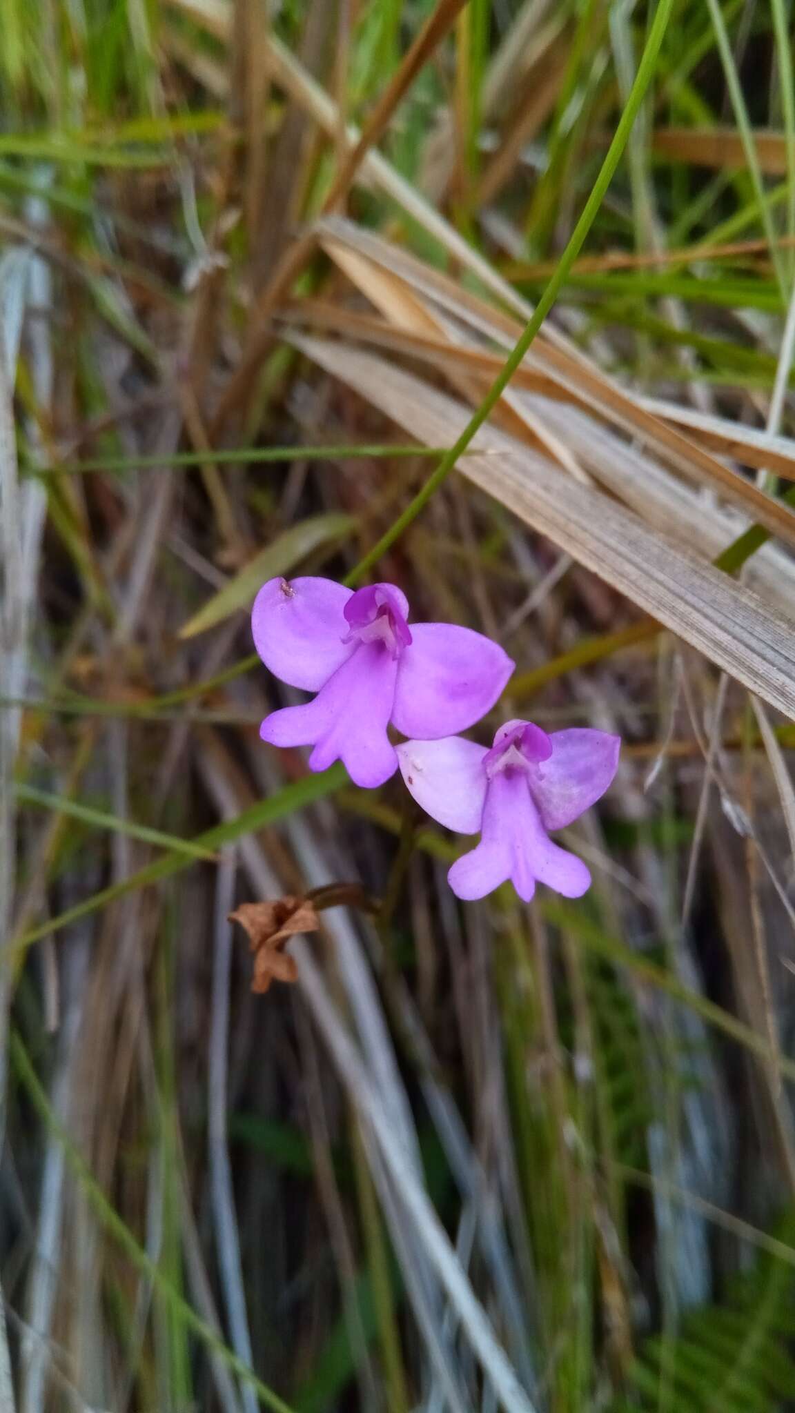 Cynorkis purpurea (Thouars) Kraenzl.的圖片