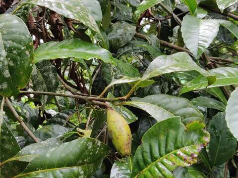 Image of Palaquium ellipticum (Dalzell) Baill.