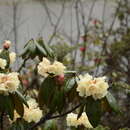 Image of Rhododendron wightii Hook. fil.