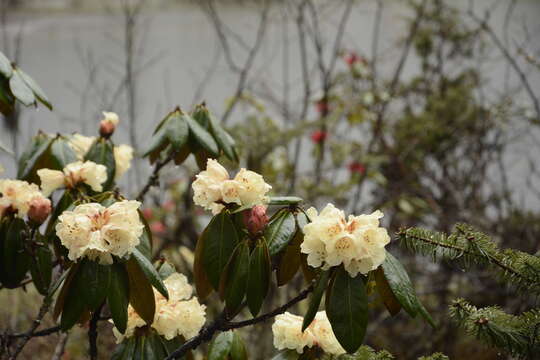 Imagem de Rhododendron wightii Hook. fil.