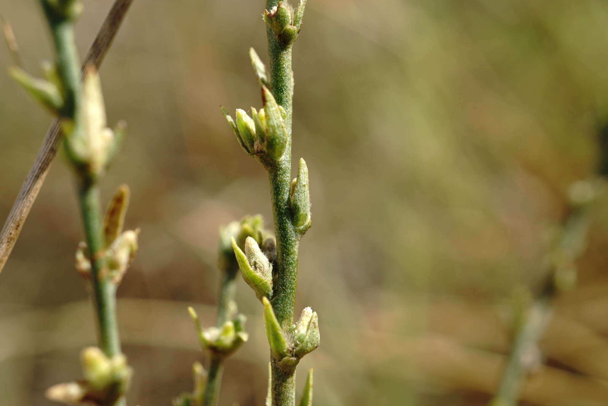 Sivun Thymelaea passerina (L.) Coss. & Germ. kuva