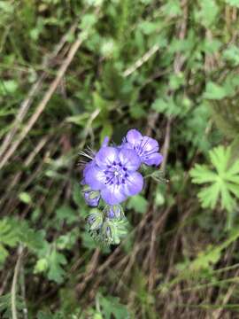 Phacelia maculata Wood的圖片