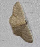 Image de Idaea uniformis Warren 1896