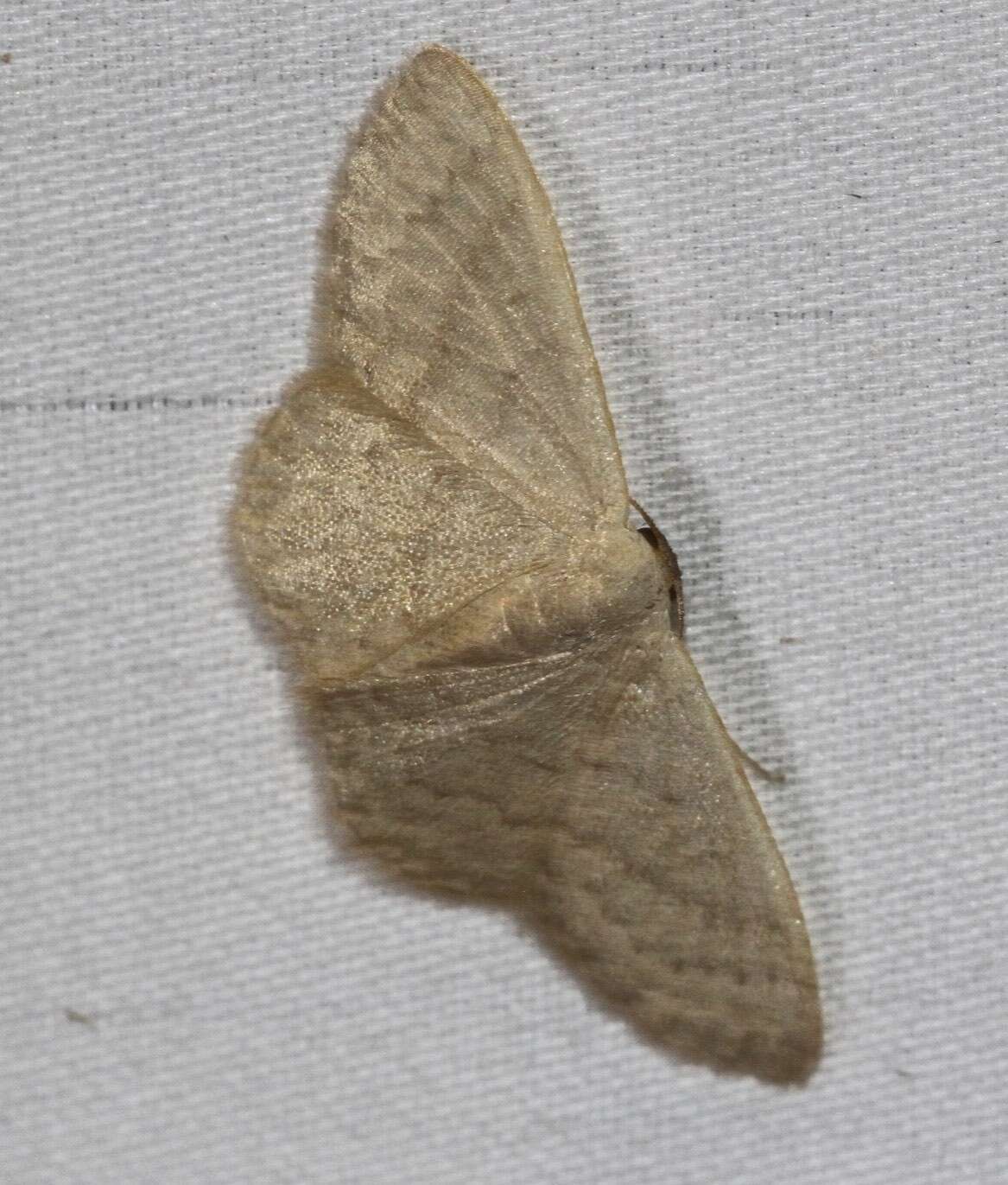 صورة Idaea uniformis Warren 1896