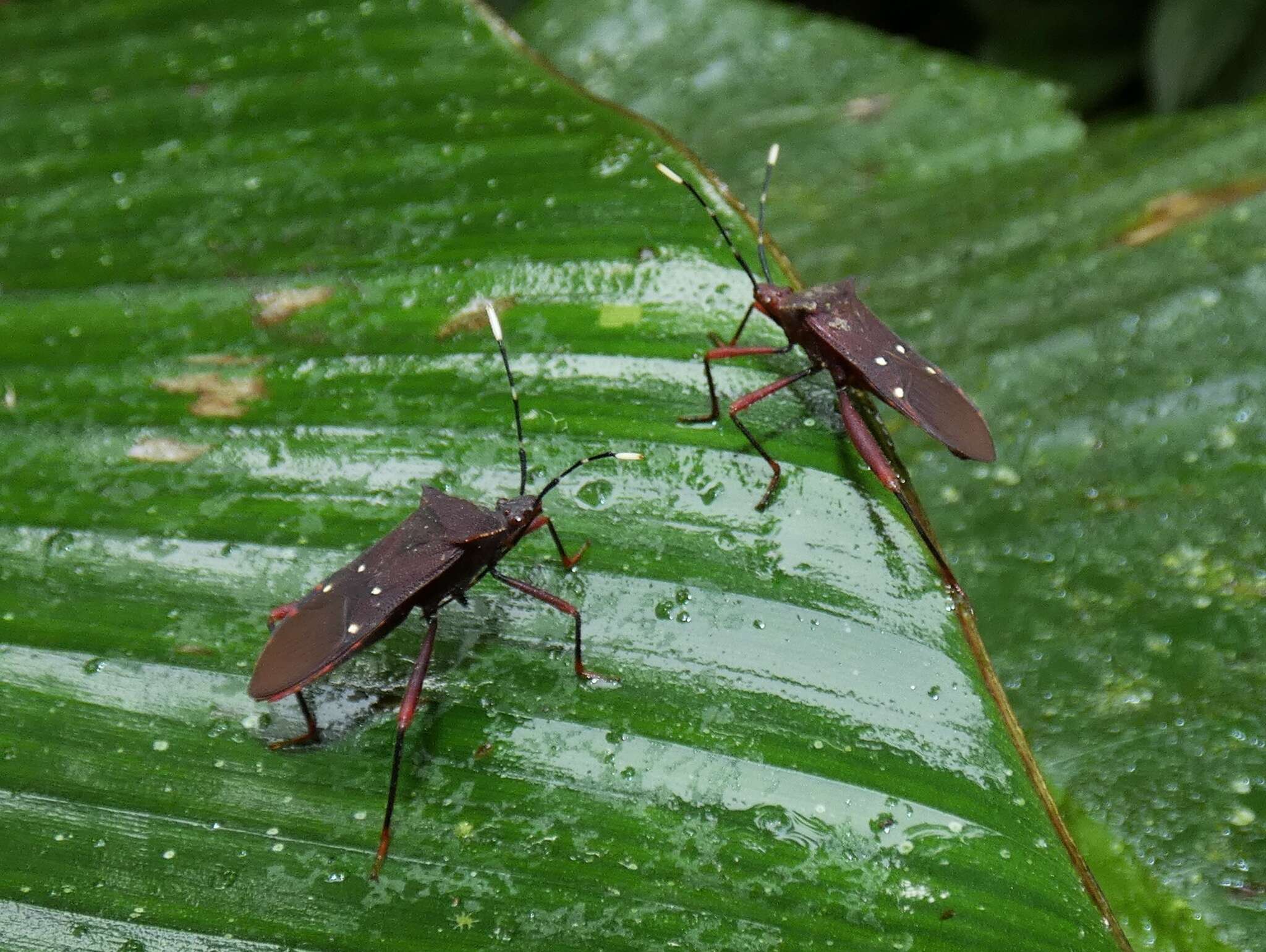 Image of Leptoscelis quadrisignatus (Distant 1881)