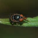 صورة Rhingia caerulescens Loew 1858