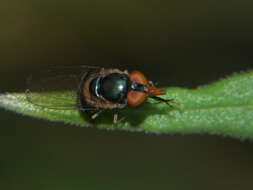 Image of Rhingia caerulescens Loew 1858