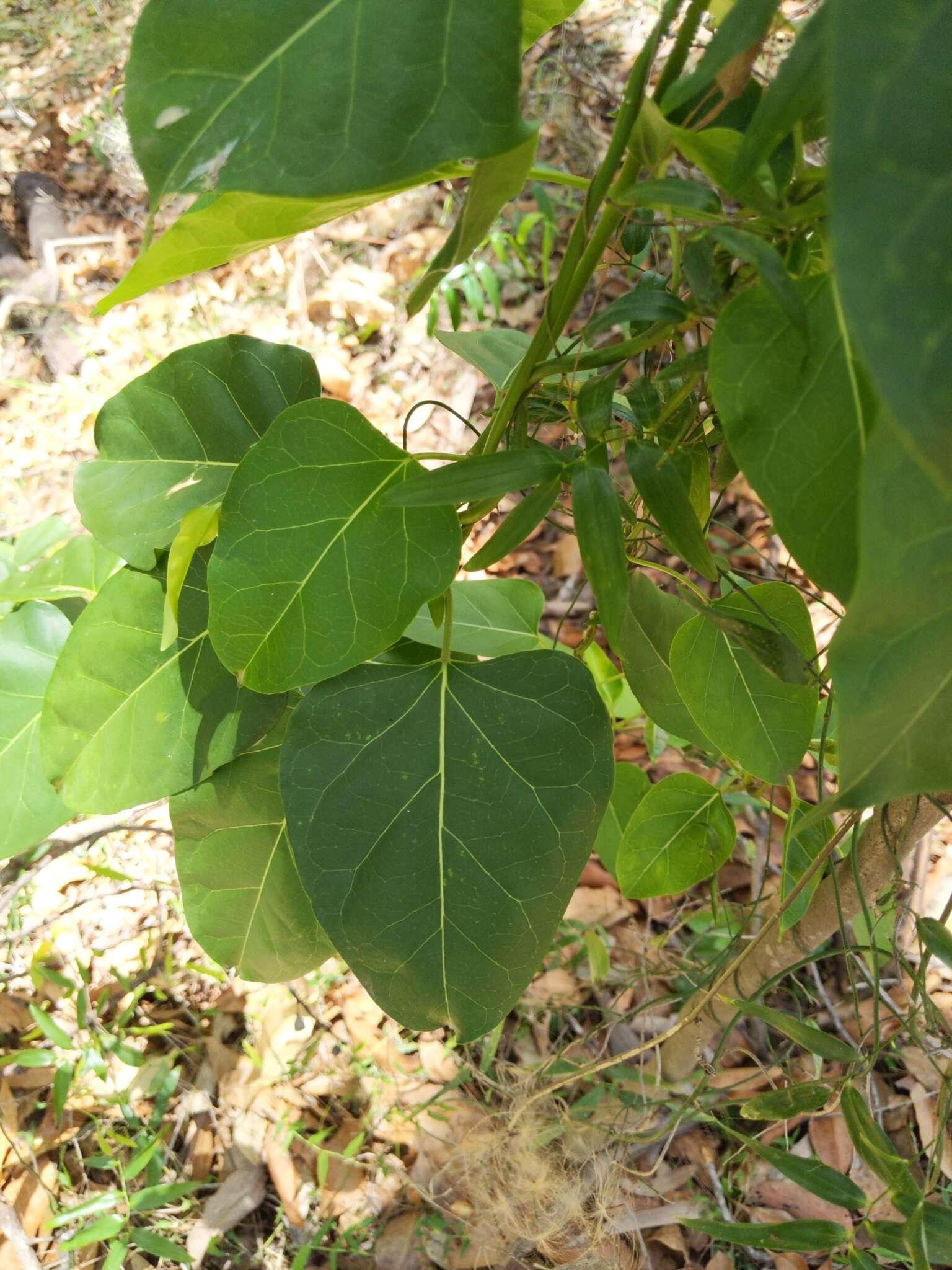 Image of Leichhardtia rostrata (R. Br.) P. I. Forst.