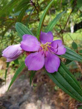 Image of Malabar melastome