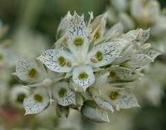 Image of pine green gentian