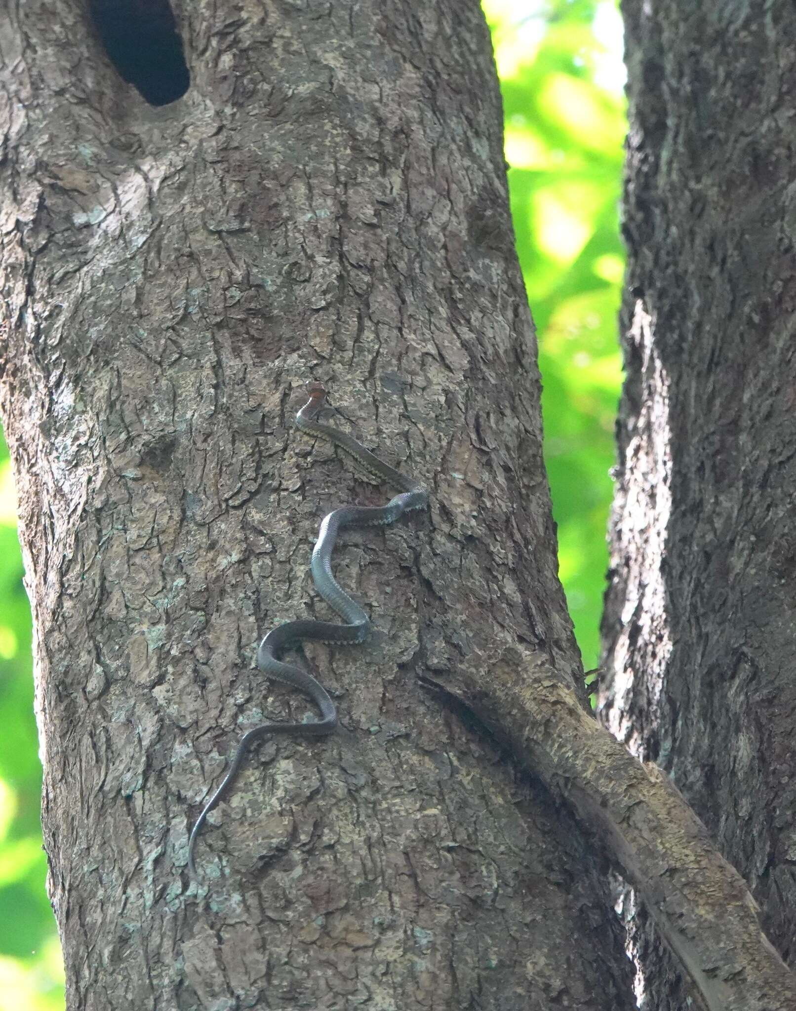 Image of Banded Flying Snake