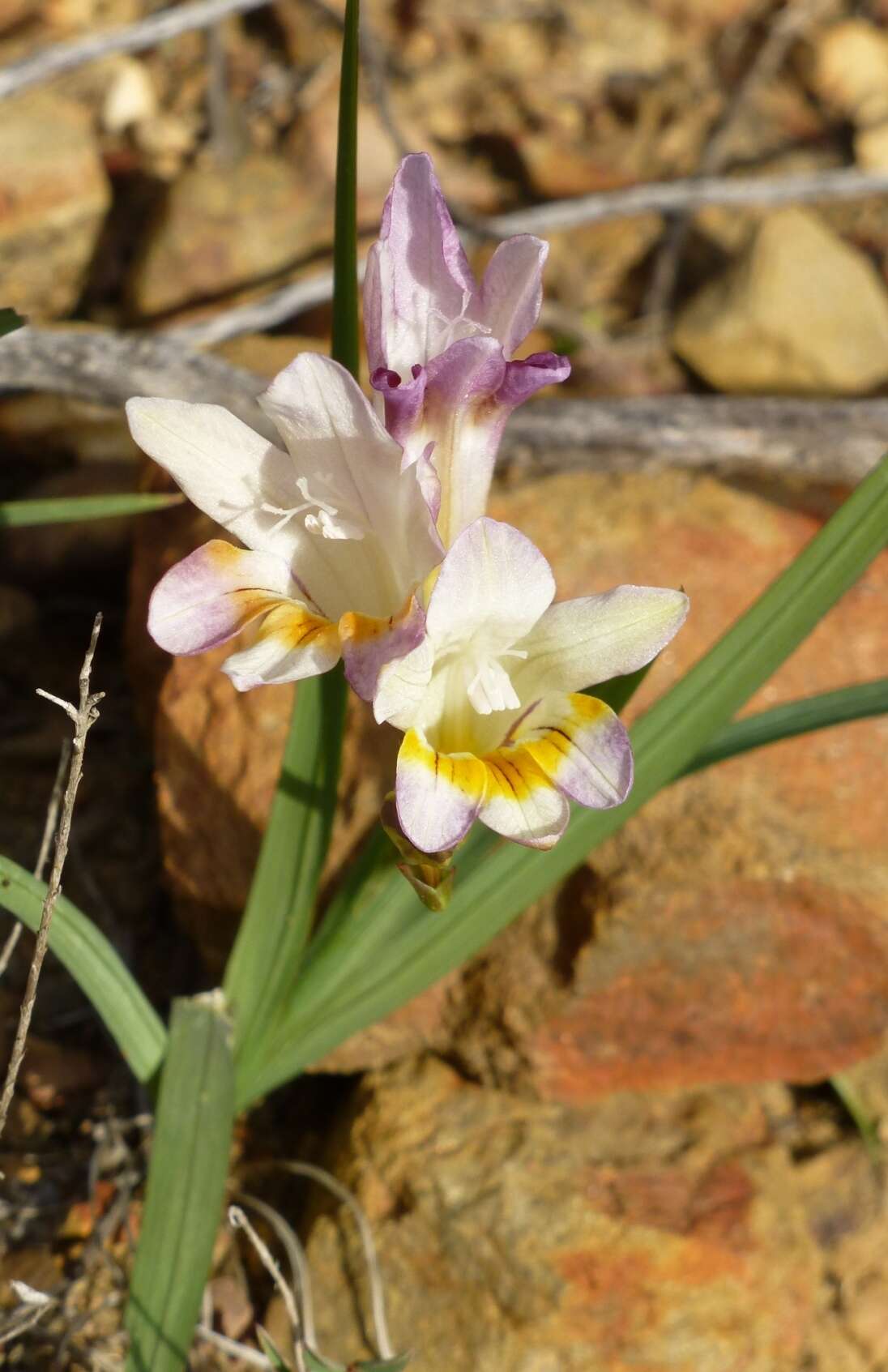 Plancia ëd Freesia fucata J. C. Manning & Goldblatt