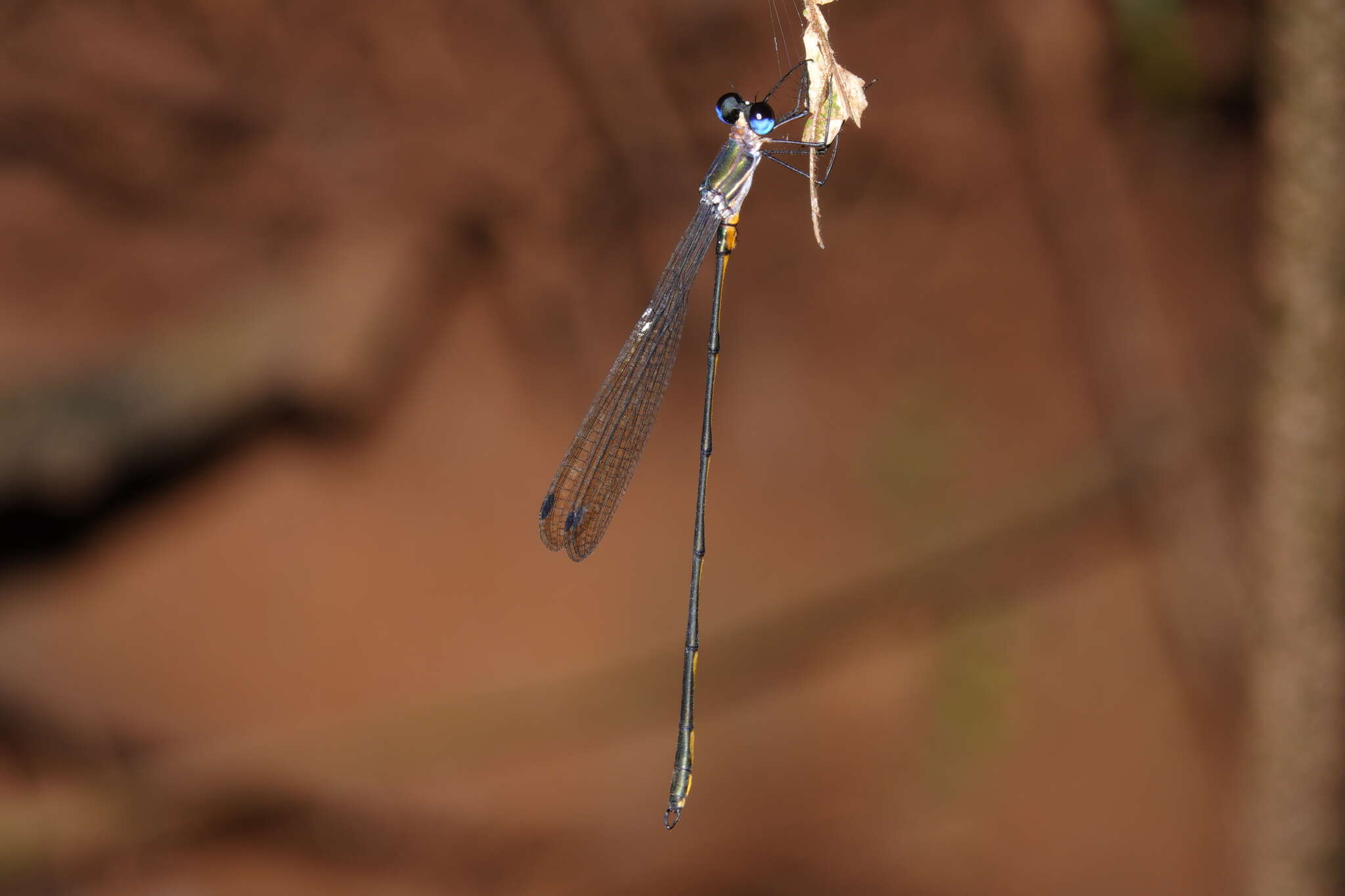 Image of Synlestes tropicus Tillyard 1917