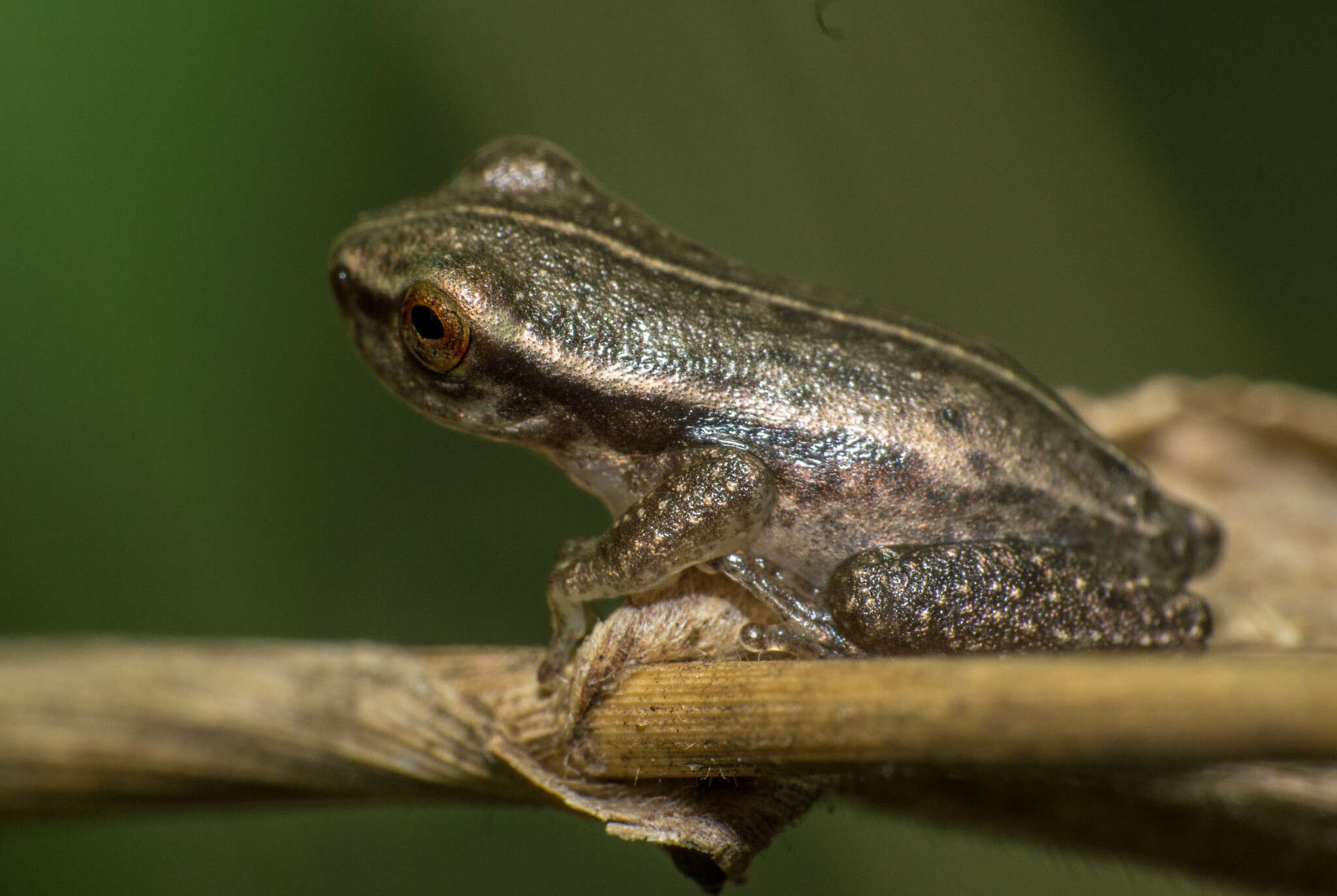 Imagem de Dendropsophus sanborni (Schmidt 1944)