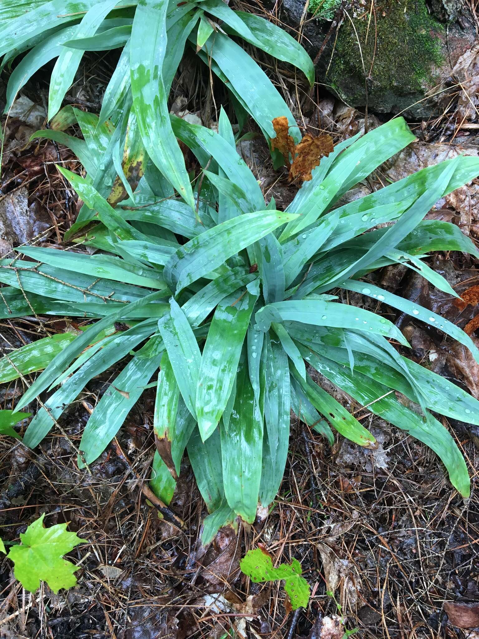 Image of broadleaf sedge