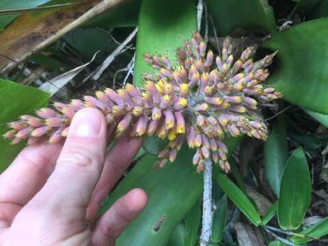 Image of Aechmea caudata Lindm.