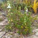 Image of Pombalia calceolaria (L.) Paula-Souza