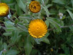 Image de Helichrysum aureolum O. M. Hilliard