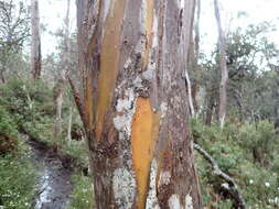 Image of Eucalyptus subcrenulata Maiden & Blakely