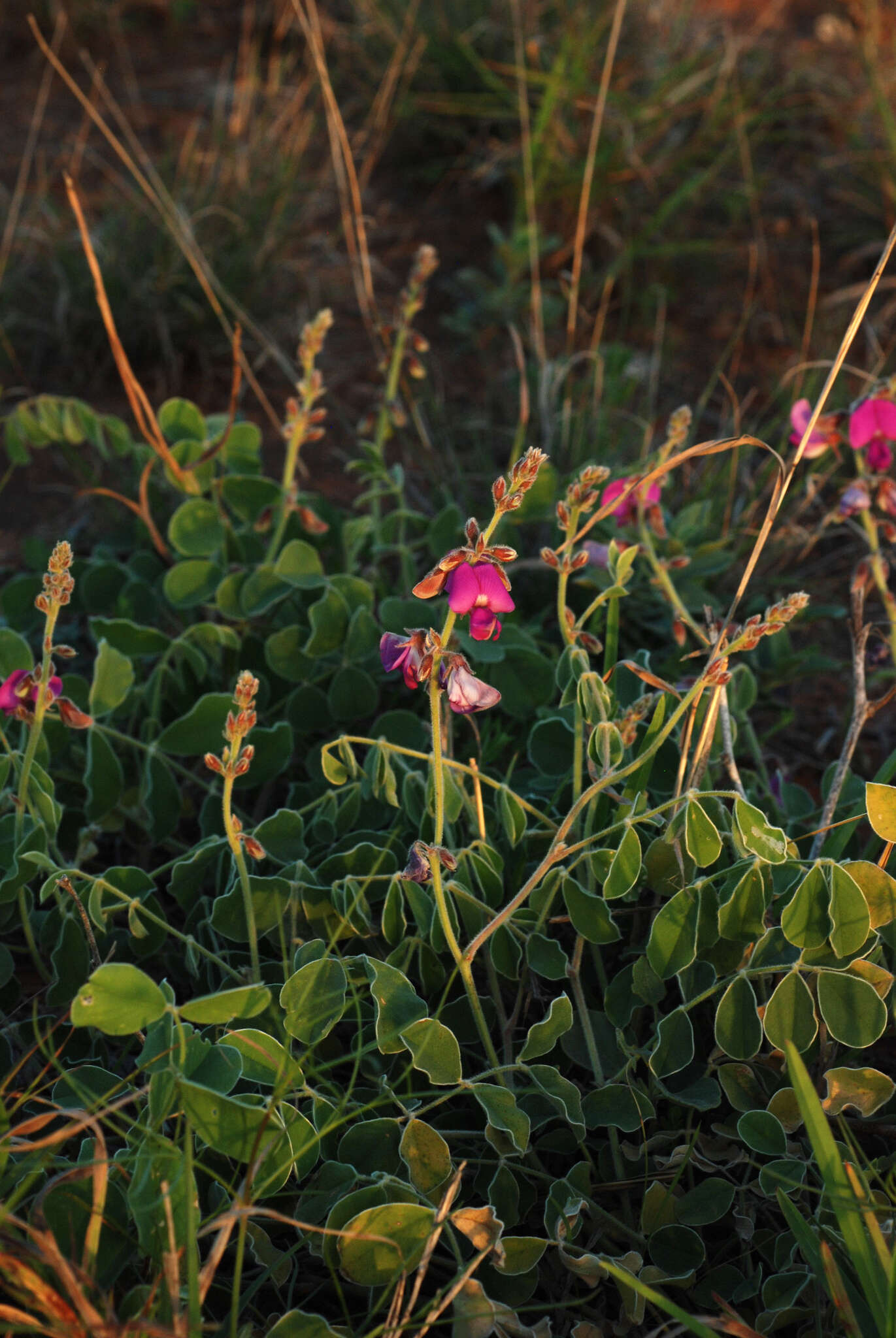 Image of Lindheimer's hoarypea