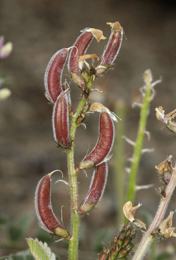 Image of Minthorn's milkvetch