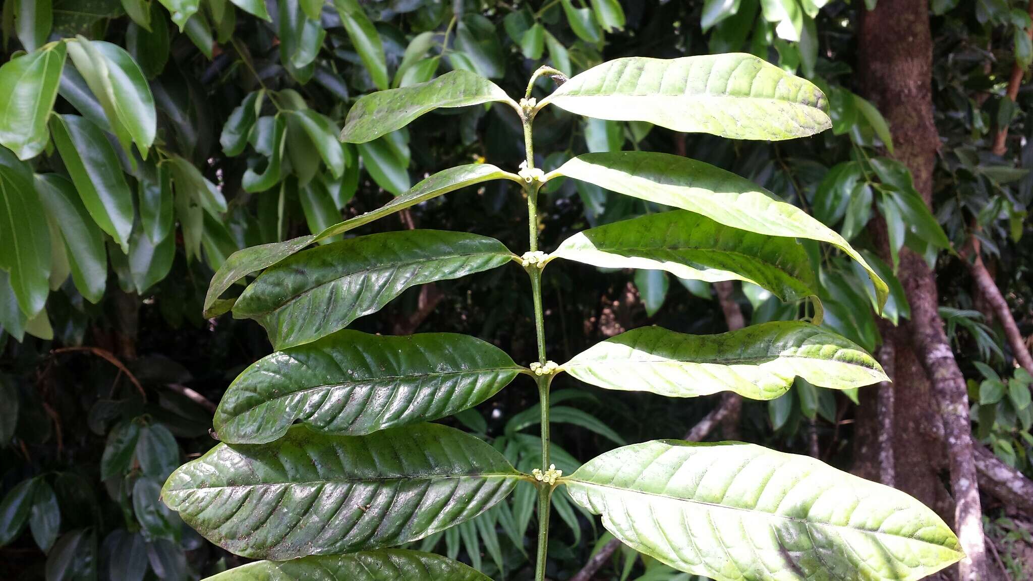 Saldinia longistipulata Bremek. resmi