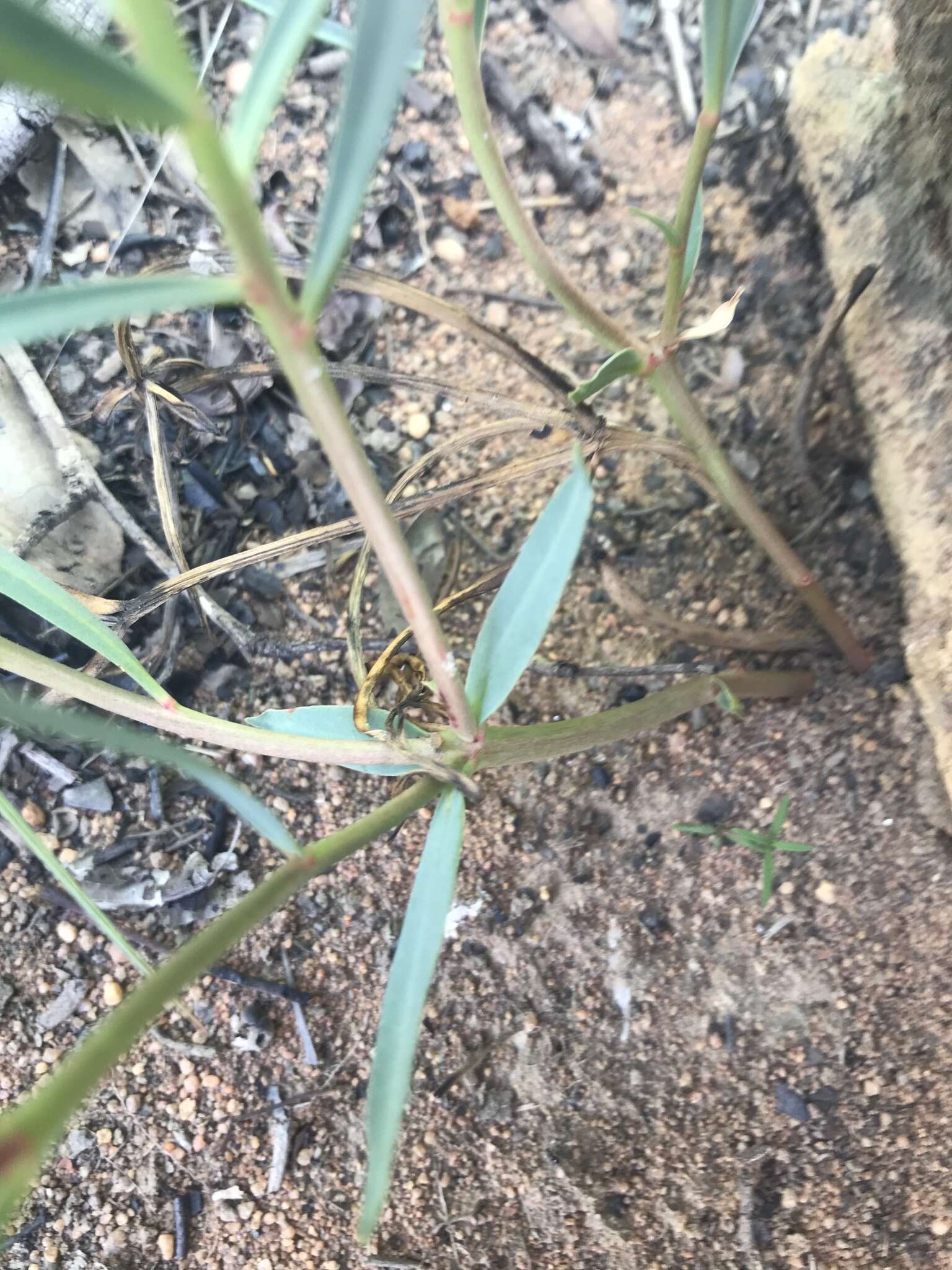 Image of Euphorbia trichadenia Pax