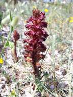 Orobanche sanguinea C. Presl的圖片