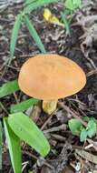 Image of Boletus aurantiosplendens T. J. Baroni 1998