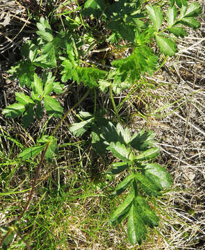 Image of Drummond's cinquefoil