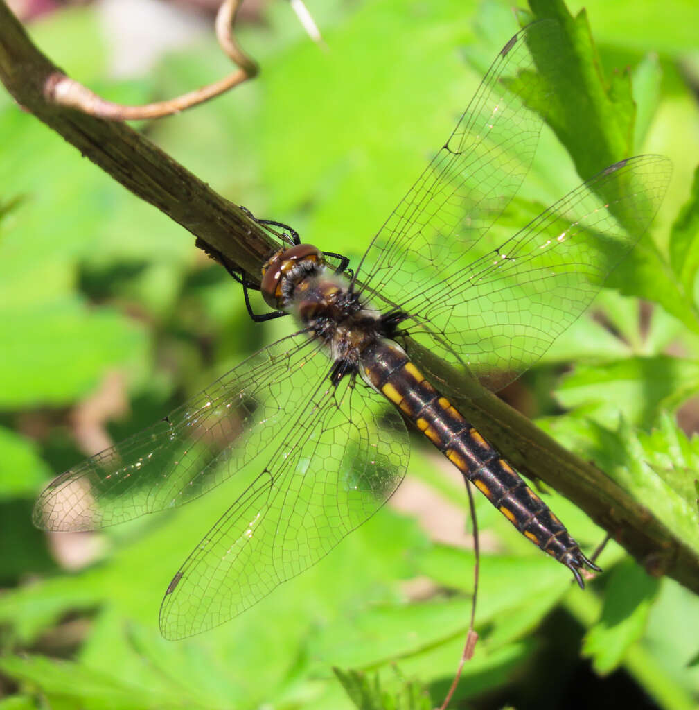 Image of Slender Baskettail