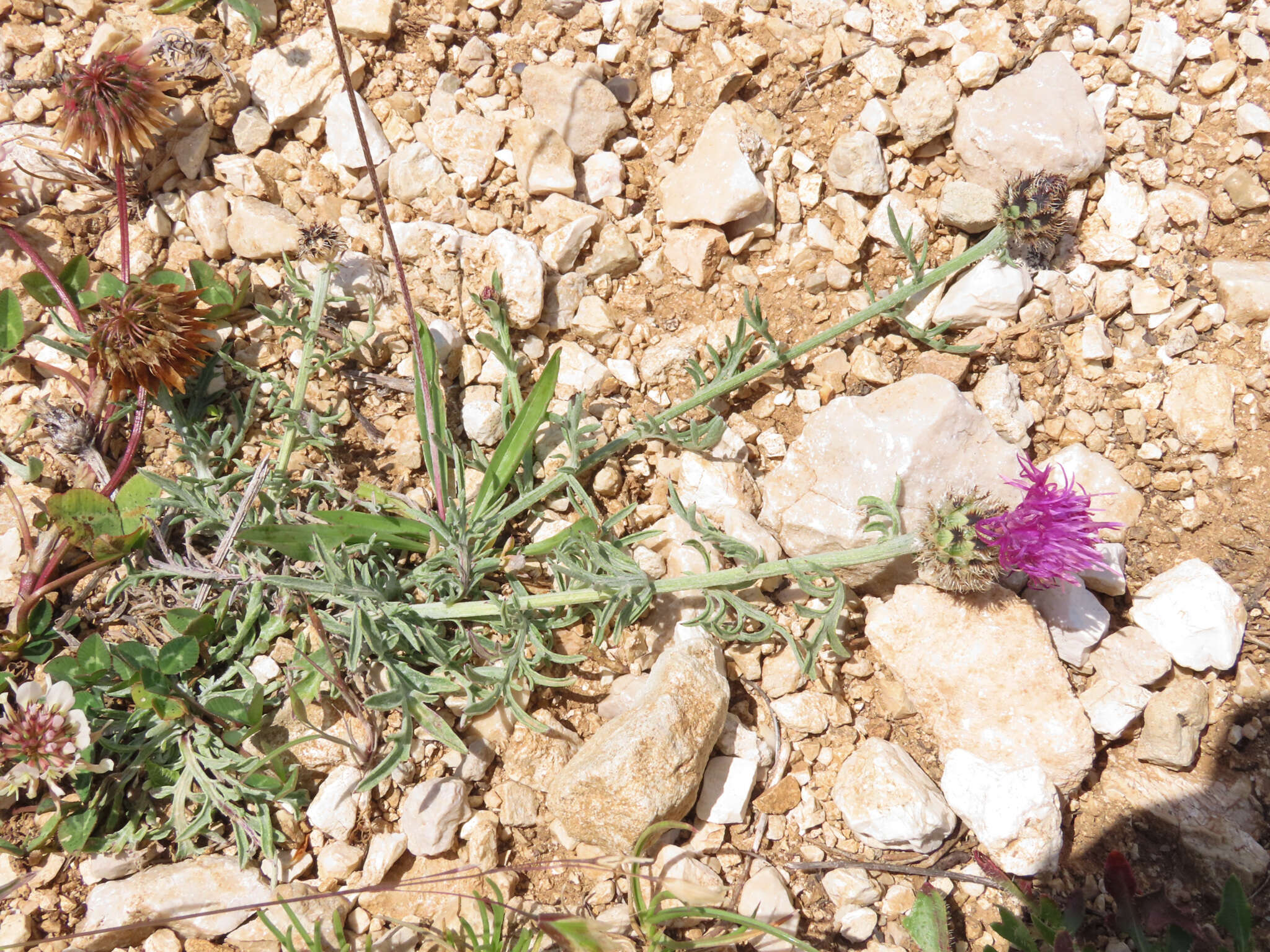 Слика од Centaurea ambigua Guss.