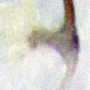Image of Sage Leafhopper