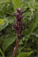 Imagem de Orobanche gamosepala Reuter