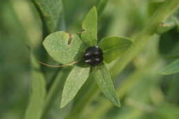 Image of Cerinthe minor subsp. auriculata (Ten.) Domac