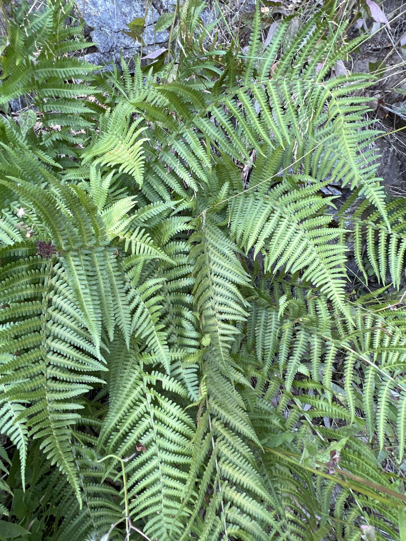 Sivun Dryopteris filix-mas subsp. brittonii Fraser-Jenk. & Widén kuva